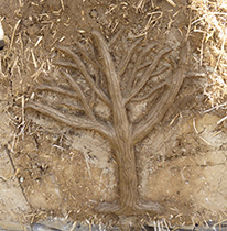mud tree